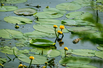 Beautiful water yellow lily flowers in pond. Yellow water lilies Nuphar lutea on river. Leaves and...