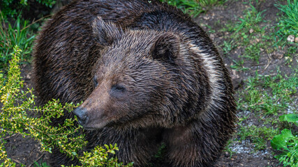 Oso Salvaje en cuenca, España.