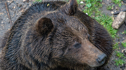 Oso Salvaje en cuenca, España.