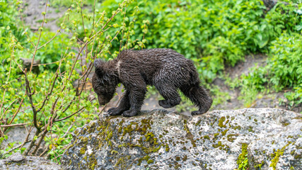 Oso Salvaje en cuenca, España.