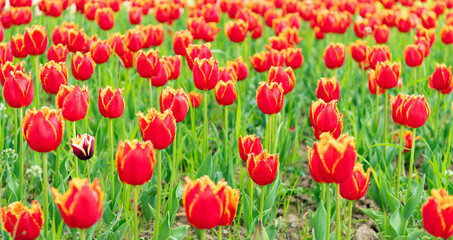 Obraz premium red flowers of fresh holland tulips in field. spring