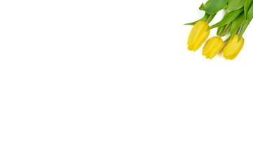 The layout is yellow tulips isolated on a white background.Copy space