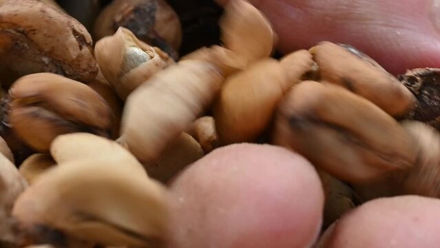 4K video of coffee beans macro taken in hills of Dominican Republic on coffee farm. Dry roasted coffee cultivation beans during farming technology.