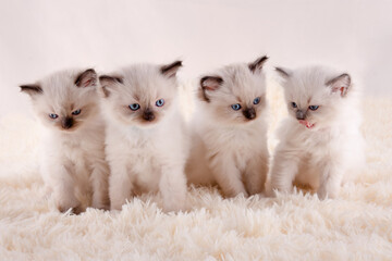 four ragdoll kittens with blue eyes  sitting on white rug on a white background