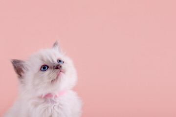 Fototapeta premium little ragdoll kitten with blue eyes in pink collar sitting on a pink background. High quality photo for card and calendar. Space for text