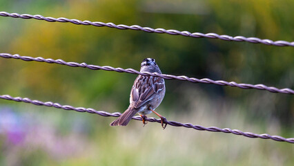 Sparrow Resting on a Fence 7