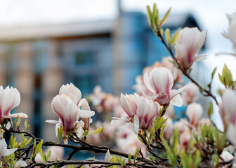 white and pink magnolia flowers on the branch in city center on warm spring sunny day