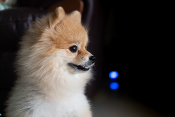 Pomeranian dog sits at the door and wants to go outside. A dog laying down in front of a front door with a sad expression waiting for the arrival her owner to come home