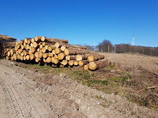 future forest area bauerkamp