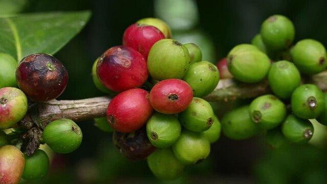 Coffee hacienda in wild terrain growing for gathering organic beans. Raw coffee plantation in dominican republic directly on shrub. Ripe coffee in Dominican republic.