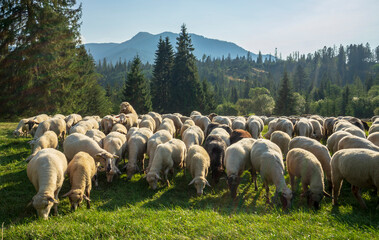Sheep on a mountain pasture, Western Tatras, Slovakia.