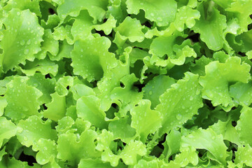 Textured background, green leaves salad with water drops 