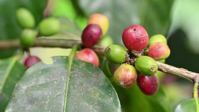 Coffee in dominican in wild terrain growing for gathering organic beans. Raw coffee plantation in dominican republic directly on shrub. Ripe green coffee in Dominican republic.