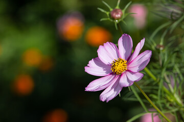Obraz premium Flower cosmos bipinnatus