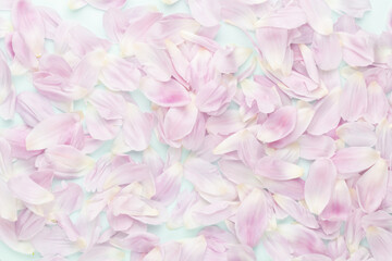 Pink tulip petals on pastel background.