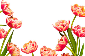 Spring flowers, tulips on pastel colors background. Retro vintage style.