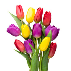 Multicolored spring flowers, tulip on a gray background.