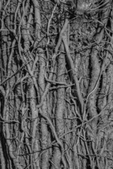 Ivy wraps around this tree