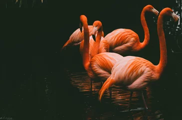 Foto op Plexiglas flamingos, red flamingos, phoenicopterus ruber, birds, portrait, exotic, beaks, eyes, animals, elegant, close-up, wildlife, fauna, three birds, selective focus, blurred background, color, colorful, © Matteo