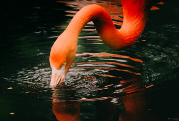 flamingos, red flamingos, phoenicopterus ruber, birds, portrait, exotic, beaks, eyes, animals, elegant, close-up, wildlife, fauna, three birds, selective focus, blurred background, color, colorful, 