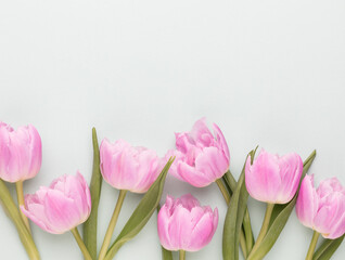 Pink tulip flowers on pastel background.