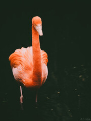 flamingos, red flamingos, phoenicopterus ruber, birds, portrait, exotic, beaks, eyes, animals, elegant, close-up, wildlife, fauna, three birds, selective focus, blurred background, color, colorful,