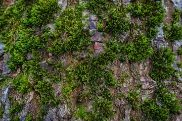green moss on tree bark