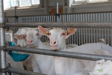 Goats in a goat shed. Domestic goats in the farm. Milk's farm. Industrial production of goat milk dairy products. Farm