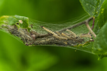 Russia. Kronstadt. June 5, 2020. Young caterpillars appeared on the tree in the web.
