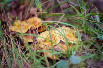 Chanterelles. Mushroom growing among the grass and fallen leaves in autumn forest , soft focus