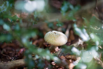 White agaric. Fly agaric. Poisonous mushroom growing in forest. amanita. Pure poison.
