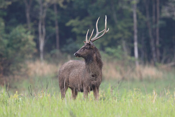 deer, deer in the forest, a deer with beautiful horns in the forest in the middle of the green nature