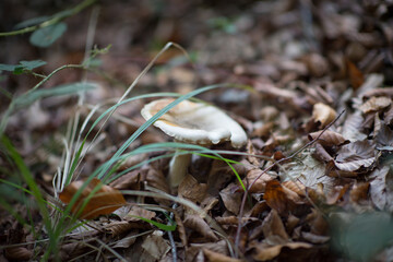 Mushroom growing among the grass and fallen leaves in autumn forest , soft focus