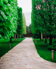 Tunnel alley of green trees, walking path through the park in summer