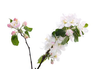 Blooming apple tree branch with large white-pink flowers and green leaves isolated on white background. Flowering at spring.