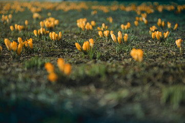 Żółty krokus. Trawnik żółtych krokusów na wczesno wiosennej trawie. Wiosenne krokusy...