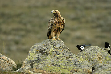 aguila imperial semi adulta en su territorio