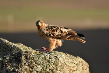 aguila imperial semi adulta en su territorio