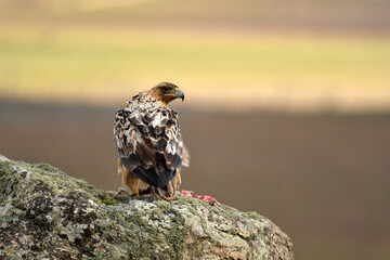 aguila imperial semi adulta en su territorio