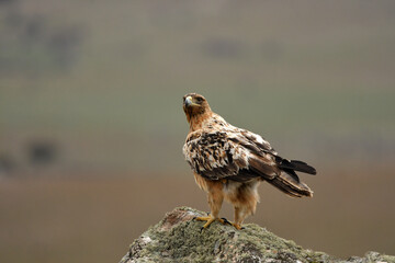 aguila imperial semi adulta en su territorio