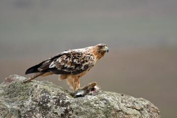 aguila imperial semi adulta en su territorio