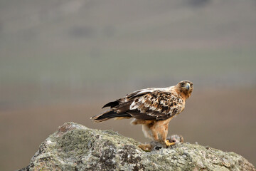 aguila imperial semi adulta en su territorio