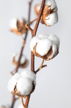 Branches with white fluffy cotton flowers against white wall flat lay. Delicate light beauty cotton background. Natural organic fiber, agriculture, cotton seeds, raw materials for making fabric