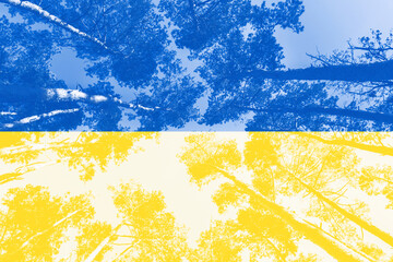 The pine forest is toned in yellow and blue colors, like the flag of Ukraine. The color of 2022. Background for designers. The concept of freedom and faith in the homeland.