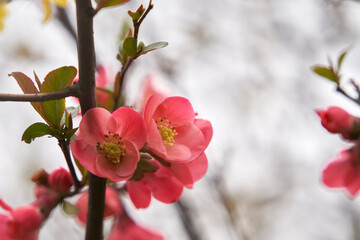 A branch of quince with large bright pink flowers. Before the rain. Selective focus. Copy space.