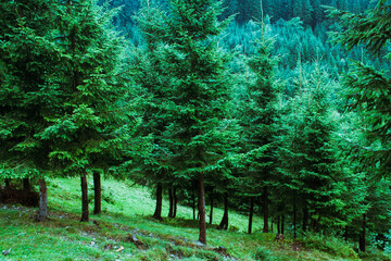 beautiful carpathian mountains, road, hills, forest, ukrainene