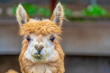 Face of a Peruvian Alpaca