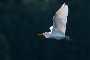 snowy egret in flight