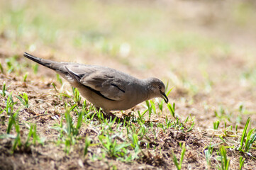 dove in the grass whit blur background