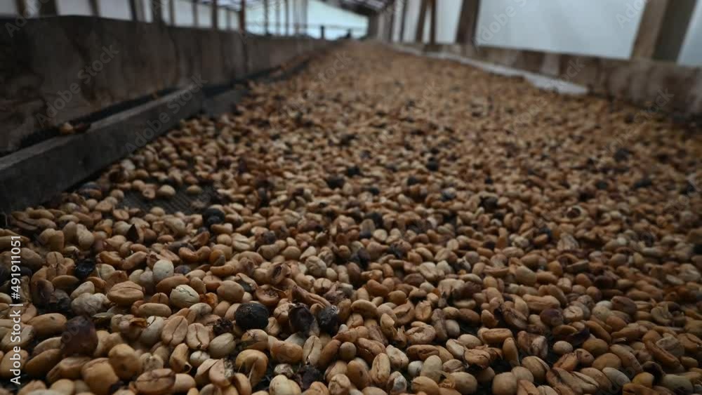 Wall mural 4K video of ranching beans macro taken in mountains of Dominican Republic on coffee farm. Tillage beans coffee is perfect for example of coffee production technology.